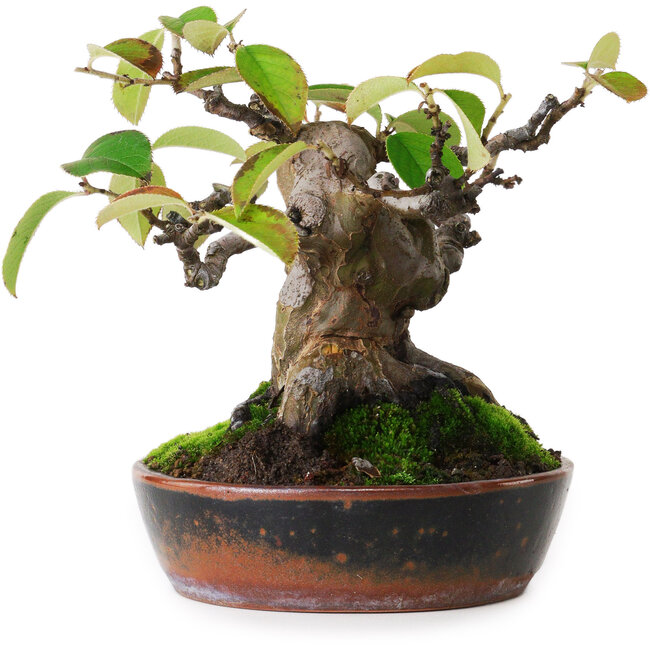 Pseudocydonia sinensis, 14 cm, ± 20 jaar oud, gefotografeerd in herfstkleuren (15 oktober)