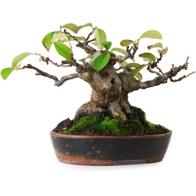 Pseudocydonia sinensis, 14 cm, ± 20 years old, photographed in autumn colours (October 15)