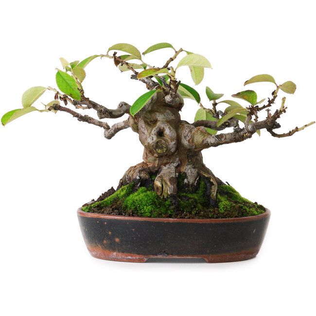 Pseudocydonia sinensis, 14 cm, ± 20 jaar oud, gefotografeerd in herfstkleuren (15 oktober)