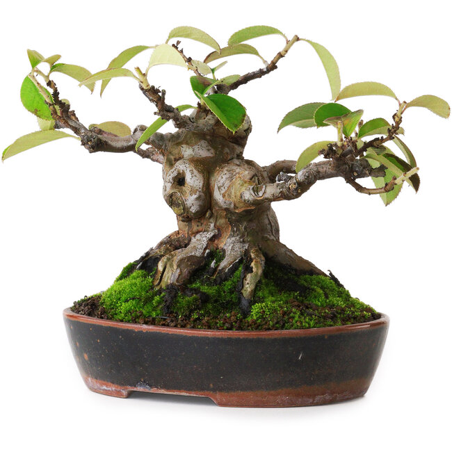 Pseudocydonia sinensis, 14 cm, ± 20 jaar oud, gefotografeerd in herfstkleuren (15 oktober)