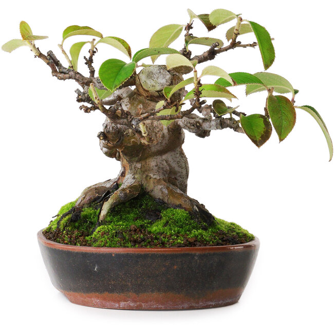 Pseudocydonia sinensis, 14 cm, ± 20 jaar oud, gefotografeerd in herfstkleuren (15 oktober)