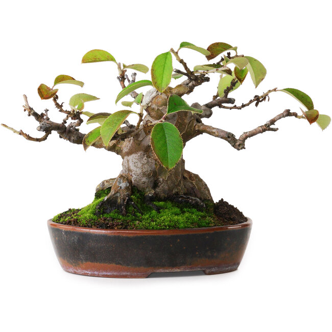 Pseudocydonia sinensis, 14 cm, ± 20 jaar oud, gefotografeerd in herfstkleuren (15 oktober)