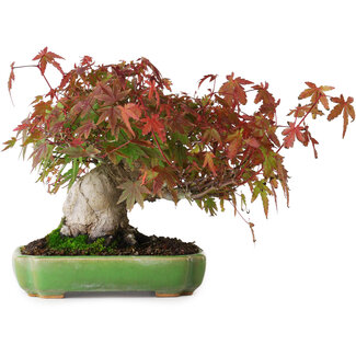 Hattori Acer palmatum, 16 cm, ± 25 ans