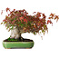 Acer palmatum, 16 cm, ± 25 Jahre alt, in einem handgefertigten japanischen Topf von Hattori, fotografiert in Herbstfarben (15. Oktober)