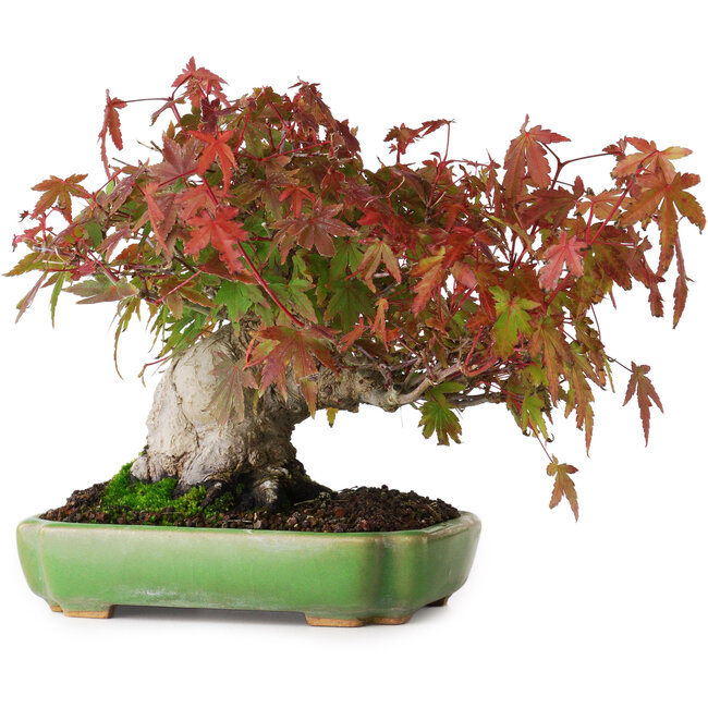 Acer palmatum, 16 cm, ± 25 años, en una maceta japonesa hecha a mano por Hattori, fotografiado con colores otoñales (15 de octubre).