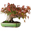 Acer palmatum, 16 cm, ± 25 anni, in un vaso giapponese fatto a mano da Hattori, fotografato nei colori autunnali (15 ottobre)