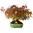 Acer palmatum, 16 cm, ± 25 years old, in a handmade Japanese pot by Hattori, photographed in autumn colours (October 15)