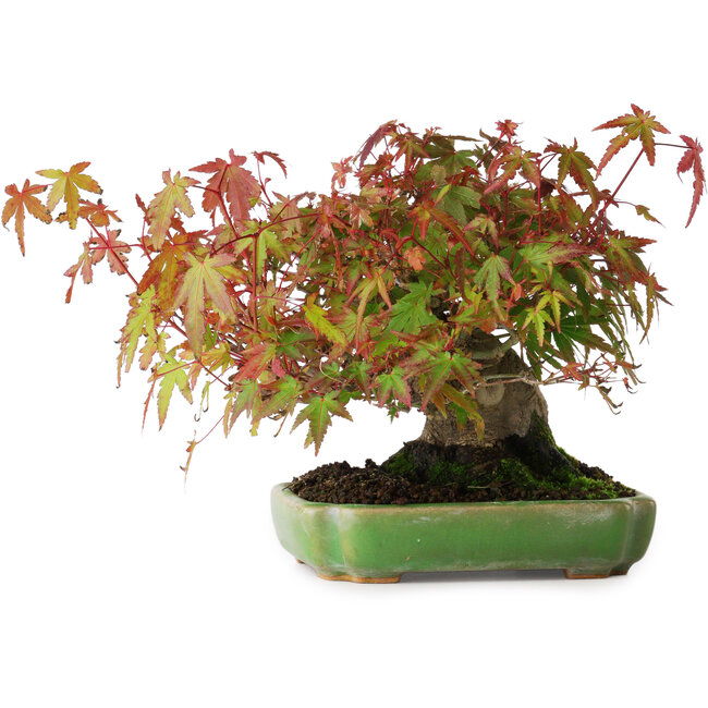 Acer palmatum, 16 cm, ± 25 ans, dans un pot japonais fait main par Hattori, photographié aux couleurs d'automne (15 octobre)