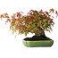 Acer palmatum, 16 cm, ± 25 jaar oud, in een handgemaakte Japanse pot van Hattori, gefotografeerd in herfstkleuren (15 oktober)