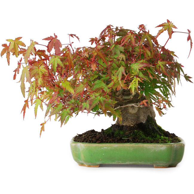 Acer palmatum, 16 cm, ± 25 años, en una maceta japonesa hecha a mano por Hattori, fotografiado con colores otoñales (15 de octubre).