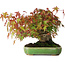 Acer palmatum, 16 cm, ± 25 años, en una maceta japonesa hecha a mano por Hattori, fotografiado con colores otoñales (15 de octubre).