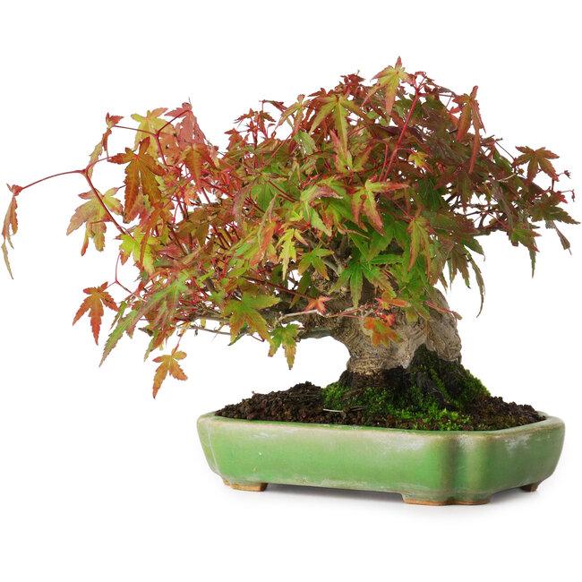 Acer palmatum, 16 cm, ± 25 años, en una maceta japonesa hecha a mano por Hattori, fotografiado con colores otoñales (15 de octubre).