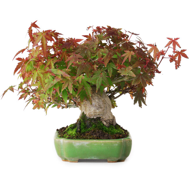 Acer palmatum, 16 cm, ± 25 Jahre alt, in einem handgefertigten japanischen Topf von Hattori, fotografiert in Herbstfarben (15. Oktober)
