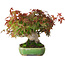 Acer palmatum, 16 cm, ± 25 jaar oud, in een handgemaakte Japanse pot van Hattori, gefotografeerd in herfstkleuren (15 oktober)