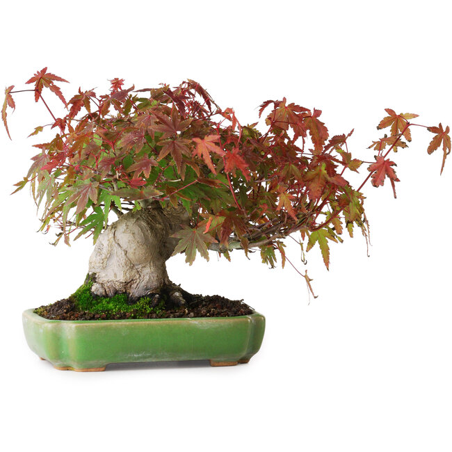 Acer palmatum, 16 cm, ± 25 Jahre alt, in einem handgefertigten japanischen Topf von Hattori, fotografiert in Herbstfarben (15. Oktober)