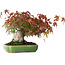 Acer palmatum, 16 cm, ± 25 years old, in a handmade Japanese pot by Hattori, photographed in autumn colours (October 15)