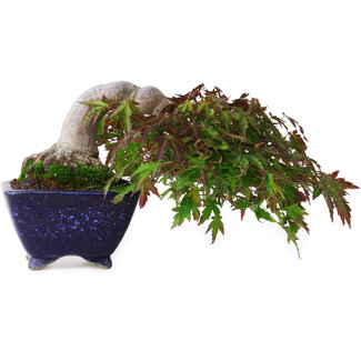 Aiba Koyou Acer palmatum, 8,3 cm, ± 20 años