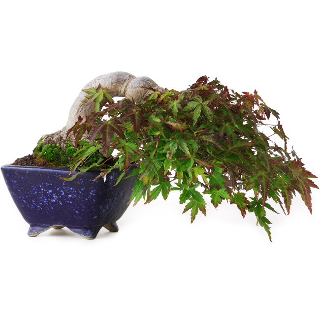 Acer palmatum, 8,3 cm, ± 20 años, en una maceta japonesa hecha a mano por Aiba Koyou, con un nebari de 6 cm, fotografiado con colores otoñales (15 de octubre).