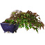 Acer palmatum, 8,3 cm, ± 20 jaar oud, in een handgemaakte Japanse pot van Aiba Koyou, met een nebari van 6 cm, gefotografeerd in herfstkleuren (15 oktober)