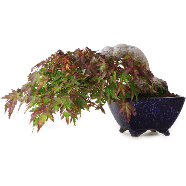 Acer palmatum, 8,3 cm, ± 20 years old, in a handmade Japanese pot by Aiba Koyou, with a nebari of 6 cm, photographed in autumn colours (October 15)