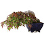 Acer palmatum, 8,3 cm, ± 20 jaar oud, in een handgemaakte Japanse pot van Aiba Koyou, met een nebari van 6 cm, gefotografeerd in herfstkleuren (15 oktober)