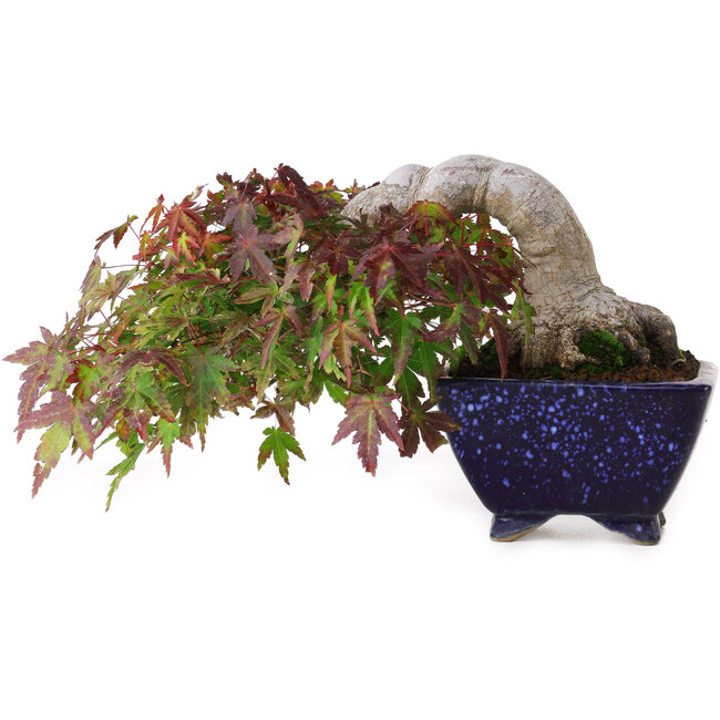 Acer palmatum, 8,3 cm, ± 20 anni, in un vaso giapponese fatto a mano da Aiba Koyou, con un nebari di 6 cm, fotografato nei colori autunnali (15 ottobre)