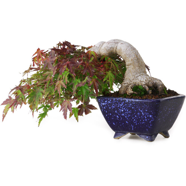 Acer palmatum, 8,3 cm, ± 20 years old, in a handmade Japanese pot by Aiba Koyou, with a nebari of 6 cm, photographed in autumn colours (October 15)