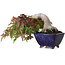 Acer palmatum, 8,3 cm, ± 20 years old, in a handmade Japanese pot by Aiba Koyou, with a nebari of 6 cm, photographed in autumn colours (October 15)