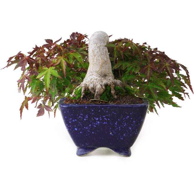 Acer palmatum, 8,3 cm, ± 20 years old, in a handmade Japanese pot by Aiba Koyou, with a nebari of 6 cm, photographed in autumn colours (October 15)