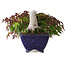 Acer palmatum, 8,3 cm, ± 20 jaar oud, in een handgemaakte Japanse pot van Aiba Koyou, met een nebari van 6 cm, gefotografeerd in herfstkleuren (15 oktober)