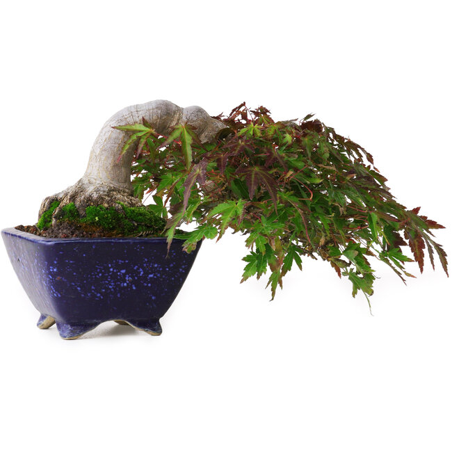 Acer palmatum, 8,3 cm, ± 20 jaar oud, in een handgemaakte Japanse pot van Aiba Koyou, met een nebari van 6 cm, gefotografeerd in herfstkleuren (15 oktober)
