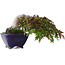 Acer palmatum, 8,3 cm, ± 20 jaar oud, in een handgemaakte Japanse pot van Aiba Koyou, met een nebari van 6 cm, gefotografeerd in herfstkleuren (15 oktober)