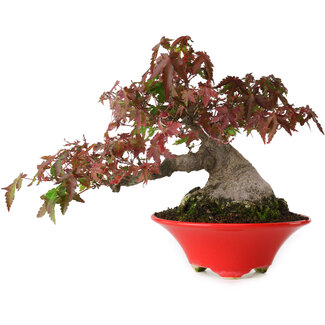 Seifu Acer palmatum, 17,5 cm, ± 20 jaar oud
