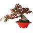 Acer palmatum, 17,5 cm, ± 20 jaar oud, met een nebari van 9 cm en in een handgemaakte Japanse pot van Seifu, gefotografeerd in herfstkleuren (15 oktober)