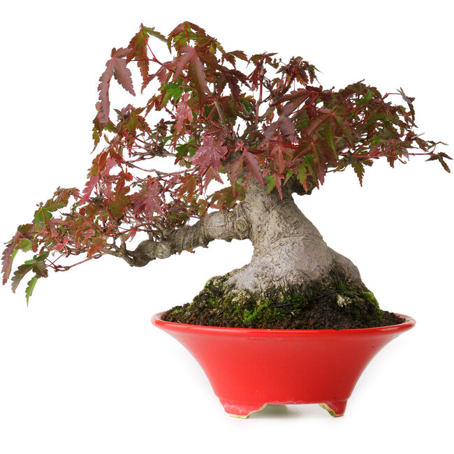Acer palmatum, 17,5 cm, ± 20 years old, with a nebari of 9 cm and in a handmade Japanese pot by Seifu, photographed in autumn colours (October 15)