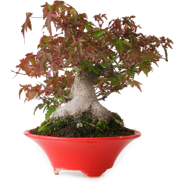 Acer palmatum, 17,5 cm, ± 20 anni, con un nebari di 9 cm e in un vaso giapponese fatto a mano da Seifu, fotografato nei colori autunnali (15 ottobre)