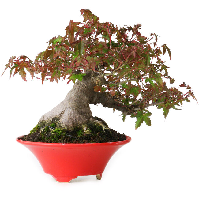 Acer palmatum, 17,5 cm, ± 20 Jahre alt, mit einem Wurzelhals von 9 cm und in einem handgefertigten japanischen Topf von Seifu, fotografiert in Herbstfarben (15. Oktober)