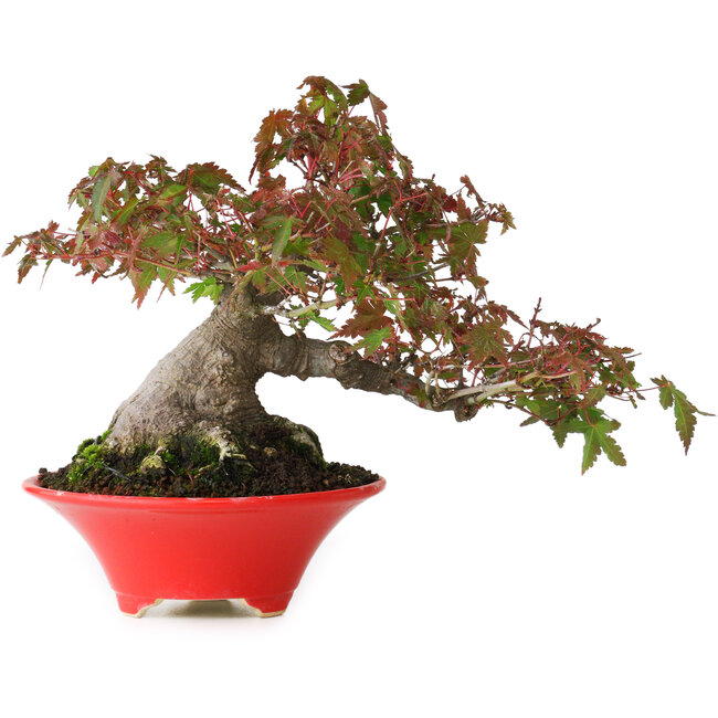 Acer palmatum, 17,5 cm, ± 20 años de edad, con un nebari de 9 cm y en una maceta japonesa hecha a mano por Seifu, fotografiado con colores otoñales (15 de octubre).