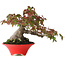 Acer palmatum, 17,5 cm, ± 20 jaar oud, met een nebari van 9 cm en in een handgemaakte Japanse pot van Seifu, gefotografeerd in herfstkleuren (15 oktober)