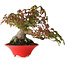 Acer palmatum, 17,5 cm, ± 20 años de edad, con un nebari de 9 cm y en una maceta japonesa hecha a mano por Seifu, fotografiado con colores otoñales (15 de octubre).