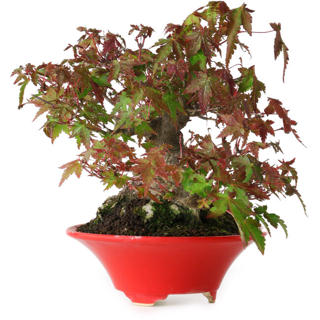 Acer palmatum, 17,5 cm, ± 20 años de edad, con un nebari de 9 cm y en una maceta japonesa hecha a mano por Seifu, fotografiado con colores otoñales (15 de octubre).