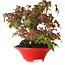 Acer palmatum, 17,5 cm, ± 20 Jahre alt, mit einem Wurzelhals von 9 cm und in einem handgefertigten japanischen Topf von Seifu, fotografiert in Herbstfarben (15. Oktober)
