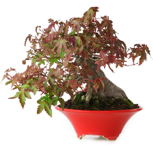 Acer palmatum, 17,5 cm, ± 20 años de edad, con un nebari de 9 cm y en una maceta japonesa hecha a mano por Seifu, fotografiado con colores otoñales (15 de octubre).