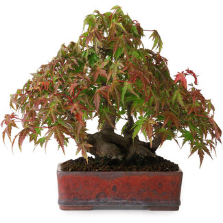 Acer palmatum, 20 cm, ± 20 ans