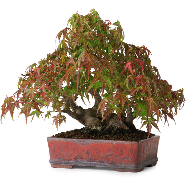 Acer palmatum, 20 cm, ± 20 anni, in un vaso giapponese fatto a mano, fotografato nei colori autunnali (15 ottobre)