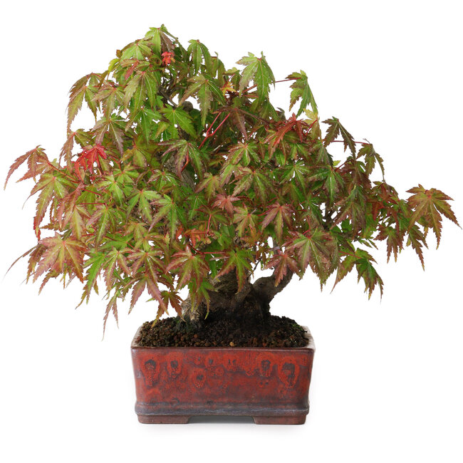 Acer palmatum, 20 cm, ± 20 años, en una maceta japonesa hecha a mano, fotografiado con colores otoñales (15 de octubre).