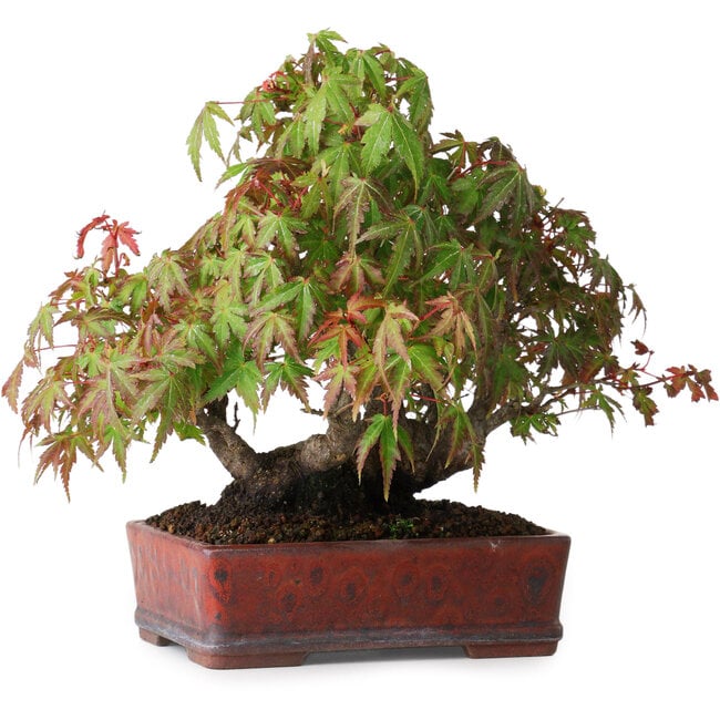 Acer palmatum, 20 cm, ± 20 years old, in a handmade Japanese pot, photographed in autumn colours (October 15)