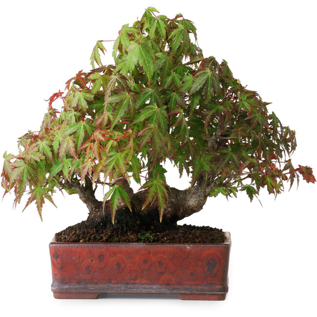 Acer palmatum, 20 cm, ± 20 Jahre alt, in einem handgefertigten japanischen Topf, fotografiert in Herbstfarben (15. Oktober)