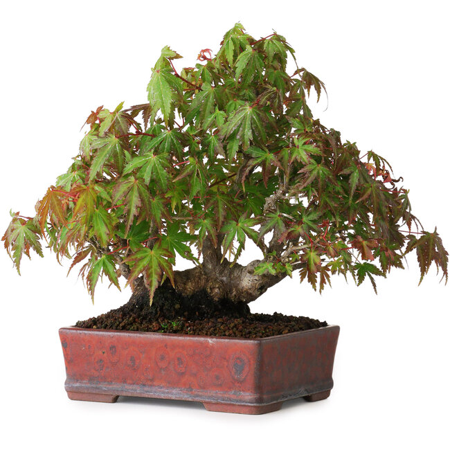 Acer palmatum, 20 cm, ± 20 jaar oud, in een handgemaakte Japanse pot, gefotografeerd in herfstkleuren (15 oktober)