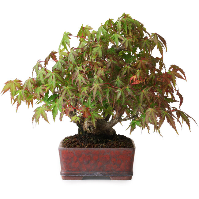 Acer palmatum, 20 cm, ± 20 Jahre alt, in einem handgefertigten japanischen Topf, fotografiert in Herbstfarben (15. Oktober)